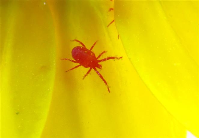 Balaustium sp. (Erythraeidae)